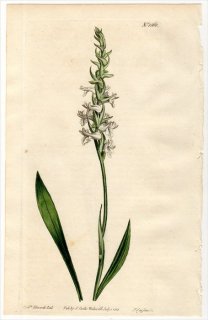 1813ǯ Curtis Botanical Magazine No.1568  ͥХ° NEOTTIA CERNUA