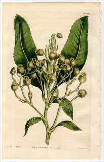 1813ǯ Curtis Botanical Magazine No.1577 ĥĥ Υ° ARBUTUS CANARIENSIS