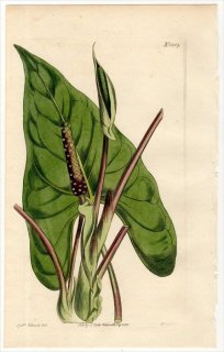 1813ǯ Curtis Botanical Magazine No.1584 ȥ ϥ֥° POTHOS SAGITTATA