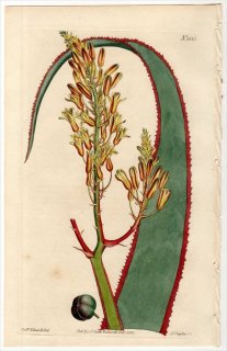 1813ǯ Curtis Botanical Magazine No.1585 ĥܥ ° PHYLLOMA ALOIFLORUM