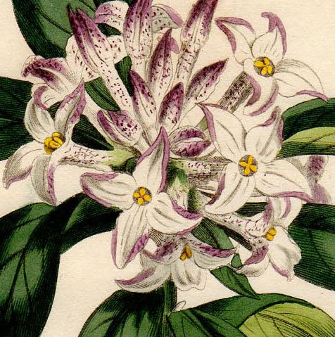 1813年 Curtis Botanical Magazine No.1587 ジンチョウゲ科 ジンチョウゲ属 ジンチョウゲ DAPHNE ODORA  - アンティークプリント 博物画 ボタニカルアートの通販サイト Spirito di Artigiano