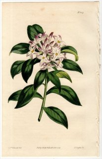1813ǯ Curtis Botanical Magazine No.1587 祦 祦° 祦 DAPHNE ODORA