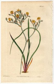 1813ǯ Curtis Botanical Magazine No.1596 󥳥 ե° LOPHIOLA AUREA