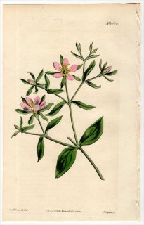 1813ǯ Curtis Botanical Magazine No.1600 ɥ Х° SABBATIA CALYCOSA