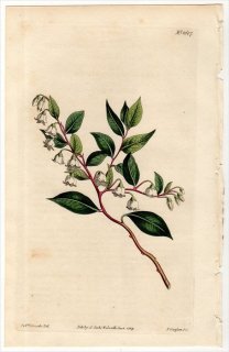 1814ǯ Curtis Botanical Magazine No.1607 ĥĥ Υ° ȥ٥꡼ VACCINIUM DIFFUSUM