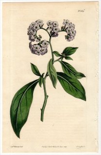 1814ǯ Curtis Botanical Magazine No.1609 饵 ꥽° HELIOTROPIUM CORYMBOSUM