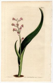 1814ǯ Curtis Botanical Magazine No.1611  饱ʥꥢ° LACHENALIA BIFOLIA