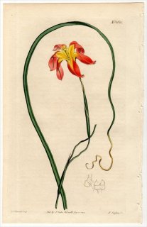 1814ǯ Curtis Botanical Magazine No.1612  饨° MORAEA COLLINA()MINIATA MINOR