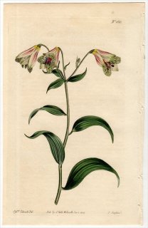 1814ǯ Curtis Botanical Magazine No.1613 ꥺ ܥޥ쥢° ALSTROEMERIA SALSILLA