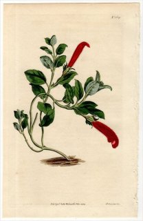 1814ǯ Curtis Botanical Magazine No.1614 勵Х ͥ° COLUMNEA SCANDENS