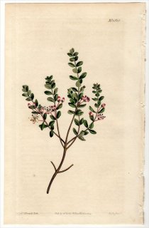 1814年 Curtis Botanical Magazine No.1616 ミカン科 アガトスマ属 DIOSMA OVATA