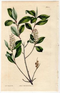 1814ǯ Curtis Botanical Magazine No.1625  եȥ˥° MYLOCARYUM LIGUSTRINUM