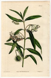 1814ǯ Curtis Botanical Magazine No.1628 祦ȥ եȥ勵° GOMPHOCARPUS FRUTICOSUS