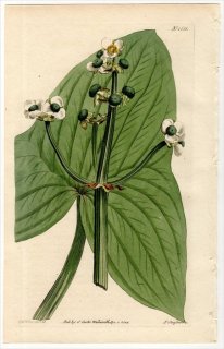 1814ǯ Curtis Botanical Magazine No.1631  ° 襦 SAGITTARIA SINENSIS