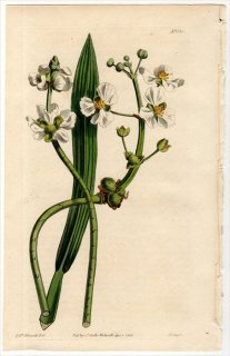 1814ǯ Curtis Botanical Magazine No.1632  ° SAGITTARIA RIGIDA