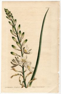 1814ǯ Curtis Botanical Magazine No.1635  ƥꥯ° PHALANGIUM LILIAGO(.) MAJOR