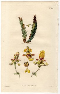1827ǯ Curtis Botanical Magazine No.2715  åϥ° LOCKHARTIA ELEGANS