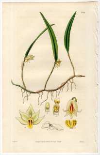1827ǯ Curtis Botanical Magazine No.2764  ȥꥢ° OCTOMERIA GRAMINIFOLIA