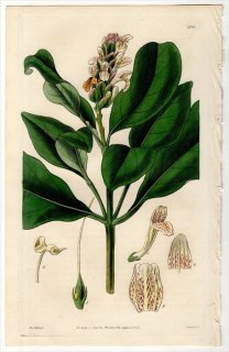 1827年 Curtis Botanical Magazine No.2766 キツネノマゴ科 キツネノマゴ属 JUSTICIA VENTRICOSA