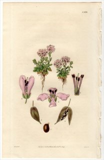 1827ǯ Curtis Botanical Magazine No.2772 ֥ʲ Υå° HUTCHINSIA STYLOSA