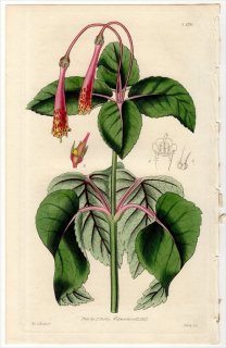 1827ǯ Curtis Botanical Magazine No.2776 勵Х ͥꥢ° GESNERIA VERTICILLATA