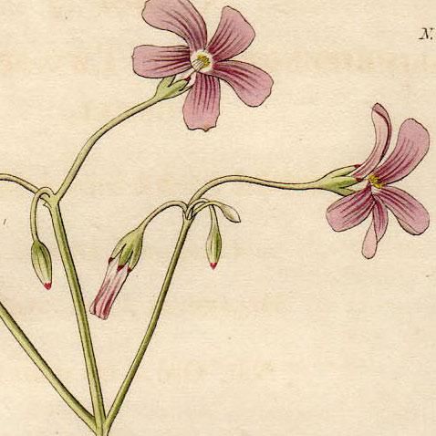 1827年 Curtis Botanical Magazine No.2781 カタバミ科 カタバミ