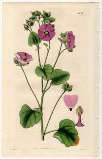 1827ǯ Curtis Botanical Magazine No.2787  ե륱° MALVA OBTUSILOBA