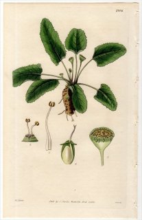 1828ǯ Curtis Botanical Magazine No.2804  ɥ륹ƥ˥° DORSTENIA TUBICINA