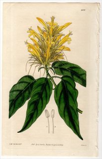 1828年 Curtis Botanical Magazine No.2816 キツネノマゴ科 スカウエリア属 JUSTICIA CALYCOTRICHA
