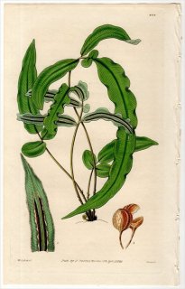 1828ǯ Curtis Botanical Magazine No.2818  ҥ奦° BLECHNUM LONGIFOLIUM