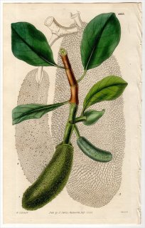 1828年 Curtis Botanical Magazine No.2833 2834 クワ科 パンノキ属 コパラミツ ARTOCARPUS INTEGRIFOLIA 2枚