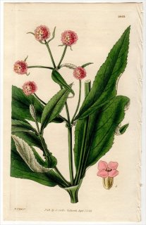 1828ǯ Curtis Botanical Magazine No.2853 ޥΥϥ եĥ° BUDDLEA CONNATA