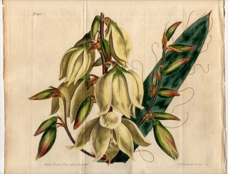 1806年 Curtis Botanical Magazine No.900 キジカクシ科 イトラン属 YUCCA FILAMENTOSA