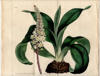 1806年 Curtis Botanical Magazine No.918 キジカクシ科 ドリミア属 ORNITHOGALUM SQUILLA(α)
