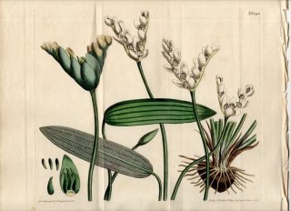1810年 Curtis Botanical Magazine No.1293 レースソウ科 レースソウ属 APONOGETON DISTACHYON
