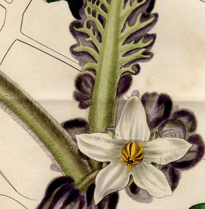 1827年 Curtis Botanical Magazine No.2739 ナス科 ナス属 ナランジラ