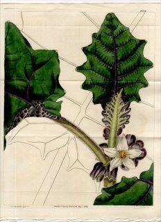 1827年 Curtis Botanical Magazine No.2739 ナス科 ナス属 ナランジラ SOLANUM QUITENSE
