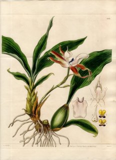 1828年 Curtis Botanical Magazine No.2819 ラン科 ジゴセパルム属 ZYGOPETALON ROSTRATUM