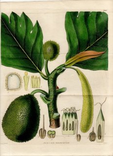 1828年 Curtis Botanical Magazine No.2869 2870 2871 クワ科 パンノキ属 パンノキ ARTOCARPUS INCISA 3枚