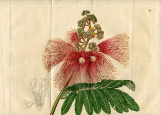 1816ǯ Edwards Botanical Register No.98 ޥ ꥢɥ° ACACIA Houstoni