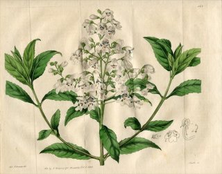 1816ǯ Edwards Botanical Register No.143  ץƥ° PROSTANTHERA lasianthos