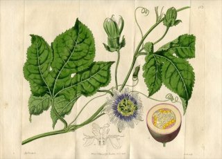 1816ǯ Edwards Botanical Register No.152 ȥ ȥ° ܥȥ PASSIFLORA incarnata.