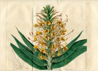1816ǯ Edwards Botanical Register No.157 祦 إǥ° HEDYCHIUM angustifolium