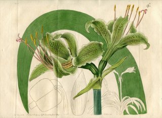 1817ǯ Edwards Botanical Register No.164 ҥХʲ ҥåڥȥ° AMARYLLIS calyptrata