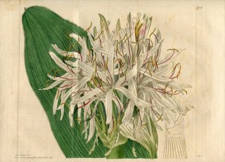 1817ǯ Edwards Botanical Register No.179 ҥХʲ ϥޥ° ϥޥ楦 CRINUM bracteatum