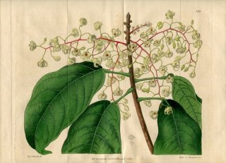 1817ǯ Edwards Botanical Register No.185  ԥݥΥ° STERCULIA Balanghas