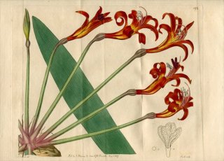 1817ǯ Edwards Botanical Register No.192 193 ҥХʲ ֥󥹥° BRUNSVIGIA josephinae  2