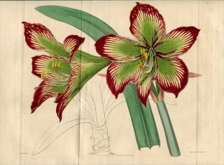 1817ǯ Edwards Botanical Register No.199 ҥХʲ ҥåڥȥ° AMARYLLIS psittacina