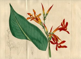1817年 Edwards Botanical Register No.206 カンナ科 カンナ属 ジャイアントカンナ CANNA gigantea