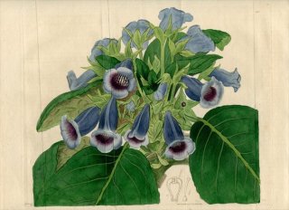 1817ǯ Edwards Botanical Register No.213 勵Х 葉꥽° ˥ GLOXINIA speciosa